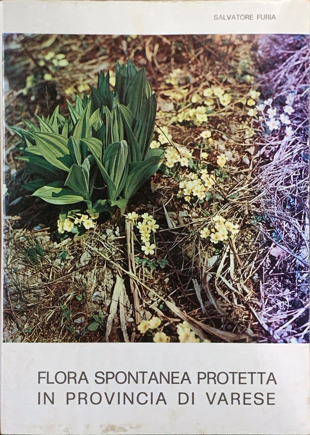 Flora spontanea protetta in provincia di Varese