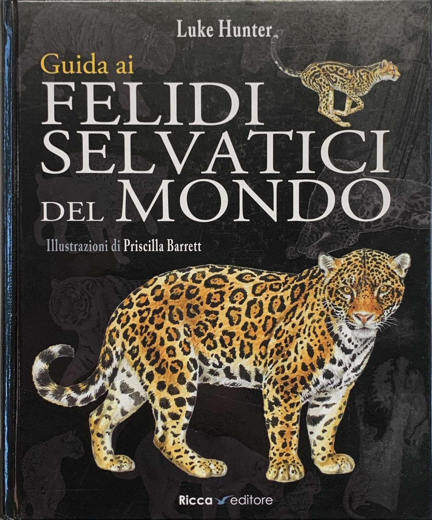 Guida ai felidi selvatici del mondo